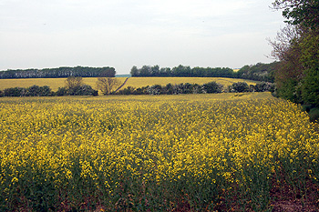 The view from Upper Dean Windmill looking towards Shelton May 2011